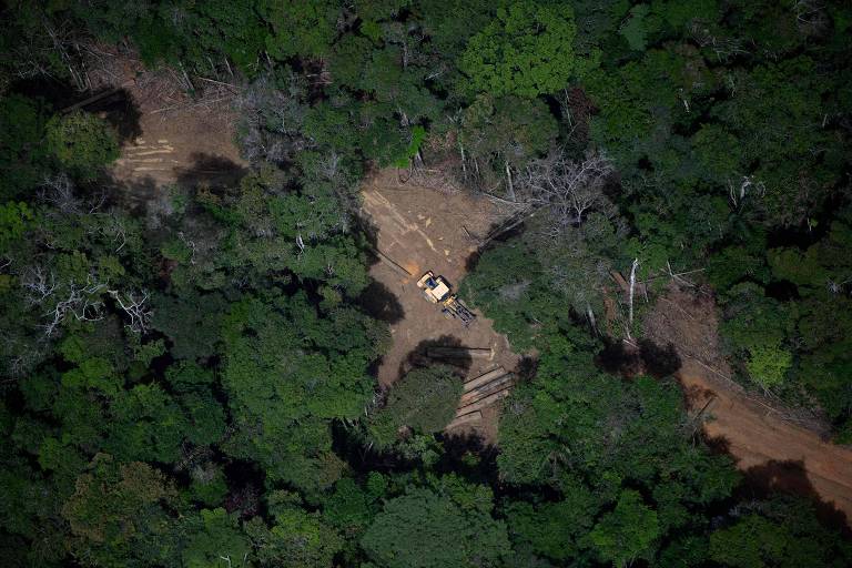 PF faz nova operação contra grilagem e exploração de madeira e afasta diretor de órgão ambiental do Amazonas
