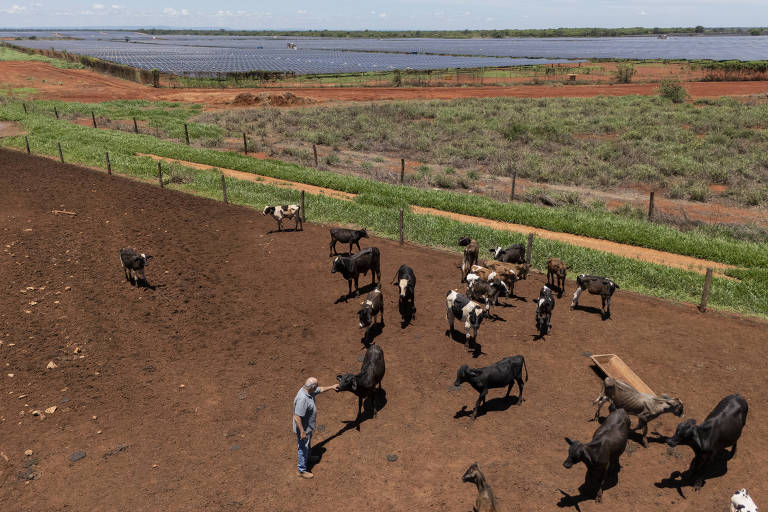 A imagem mostra um campo com várias vacas e bois em um terreno de terra batida. Um homem está interagindo com os animais. Ao fundo, há uma área verde e diversos painéis solares, com uma vegetação baixa ao redor. O céu está claro, indicando um dia ensolarado.