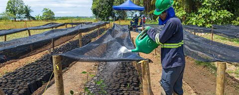 Recomposição da vegetação em área de manguezal