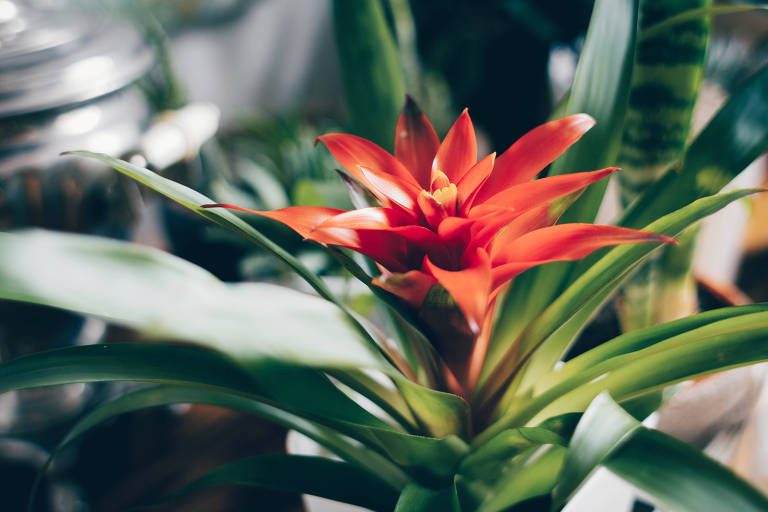 Bromélia com flor vermelha no centro e folhas verdes e longas