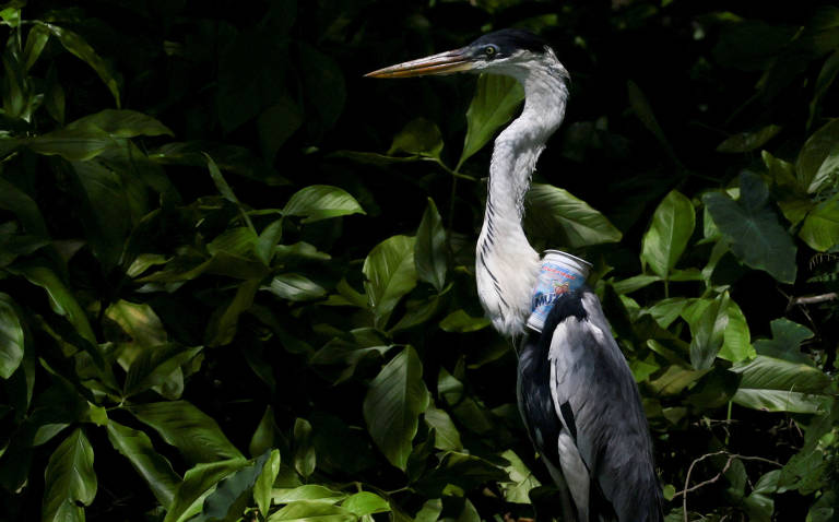 Copo plástico prende pescoço de garça, que está com a boca aberta, pousada em um galho