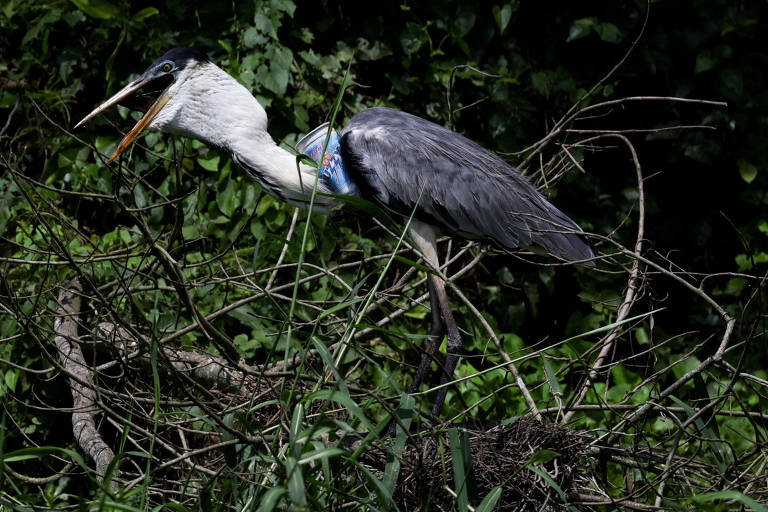 No domingo (15), a graça, já operada, foi devolvida à natureza, no Recreio dos Bandeirantes