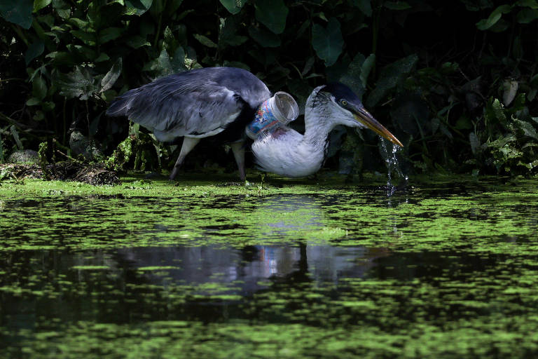 A ave, conhecida pelos cientistas como garça-moura, é a maior espécie de garça encontrada na América Latina