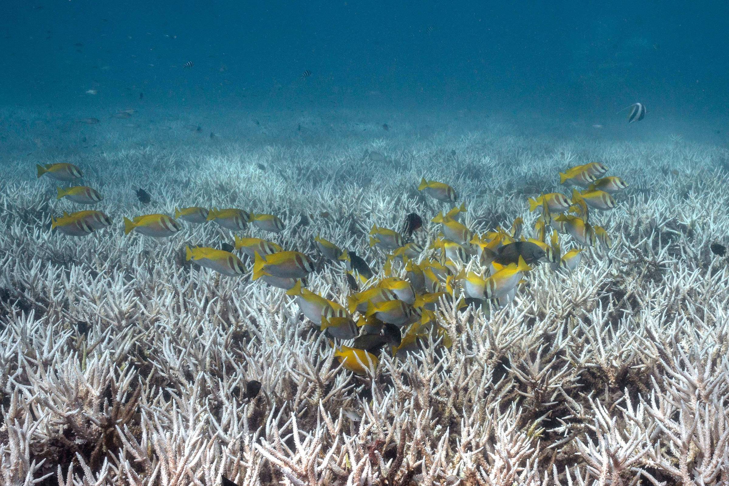 Recifes de coral podem desaparecer em até 50 anos, diz estudo da ONU