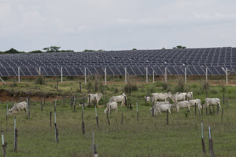 Está instalado em terrenos de cerca de 30 fazendas, que também têm criação de gado e plantações de banana.