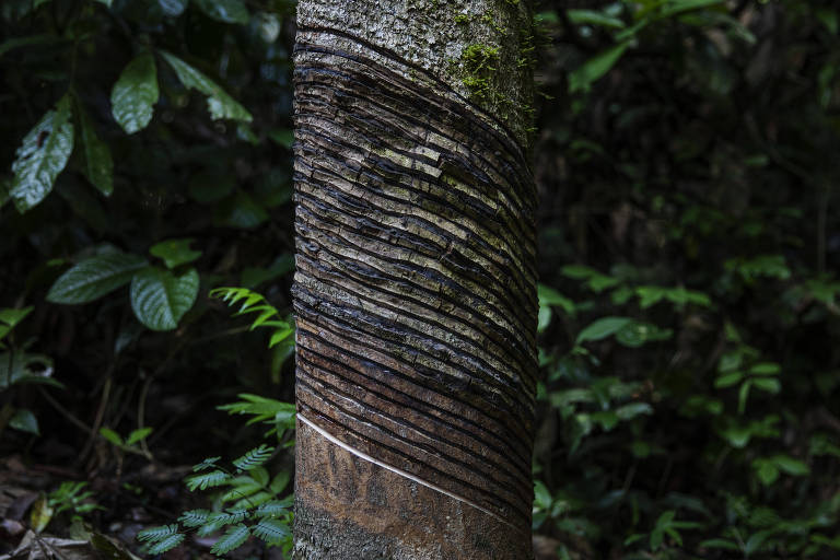 Crédito de biodiversidade é habilitado em seringal com disputa fundiária e suspeita de coação