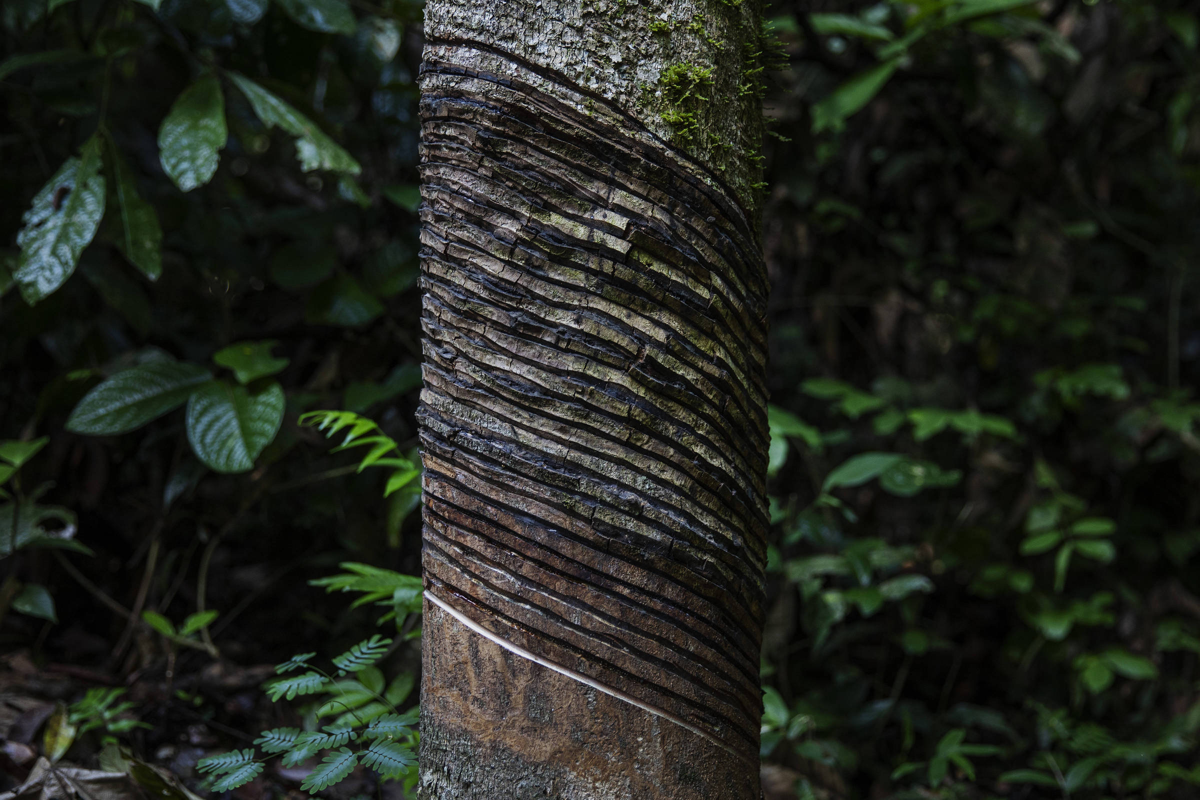 Crdito de biodiversidade  habilitado em local em disputa - 22/12/2024 -  Ambiente - Folha