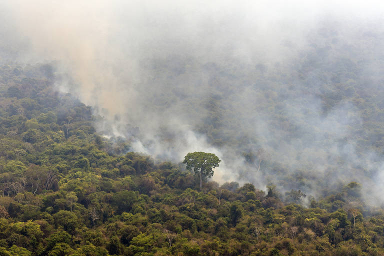Incêndios florestais de grandes dimensões atingem a amazônia na Terra Indígena Kayapó, no Pará