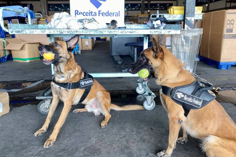 A imagem mostra dois cães da raça Malinois， ambos usando coletes com a inscrição 039;Receita Federal039;. O cão à esquerda segura uma bola laranja na boca， enquanto o cão à direita tem uma bola verde. Ao fundo， há uma mesa com caixas e um cartaz da Receita Federal. O ambiente parece ser um armazém， com várias caixas empilhadas ao redor.