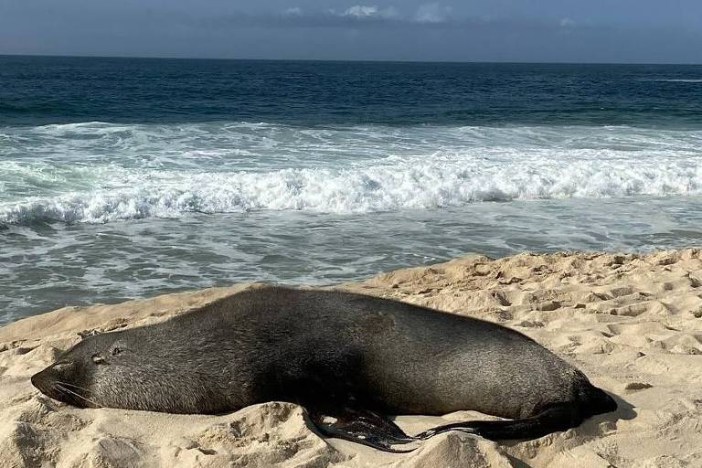 O lobo-marinho Joca, que apareceu em Ipanema