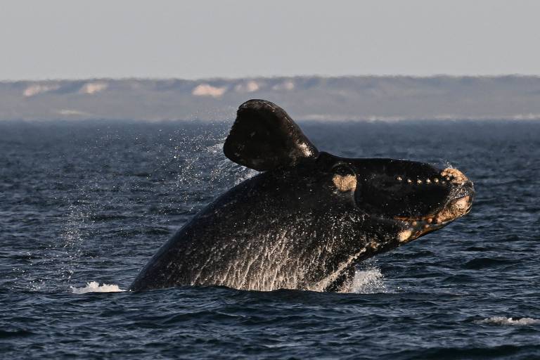 A baleia Eubalaena australis (a baleia-franca-do-sul) em Puerto Madryn, na província de Chubut, na Argentina