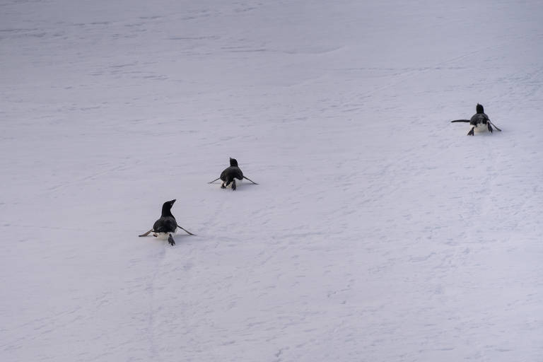Pinguins vistos durante a expedição de circum-navegação da Antártida
