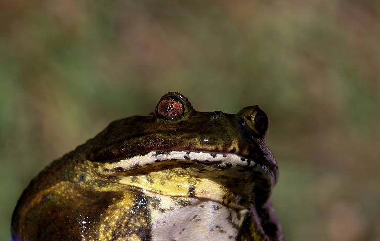 O sapo Calyptocephallela gayi, ou sapo-d'água-de-capacete