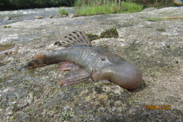 Um dos peixes, um tipo de bagre, encontrados durante a expedição na região de Alto Mayo, no Peru