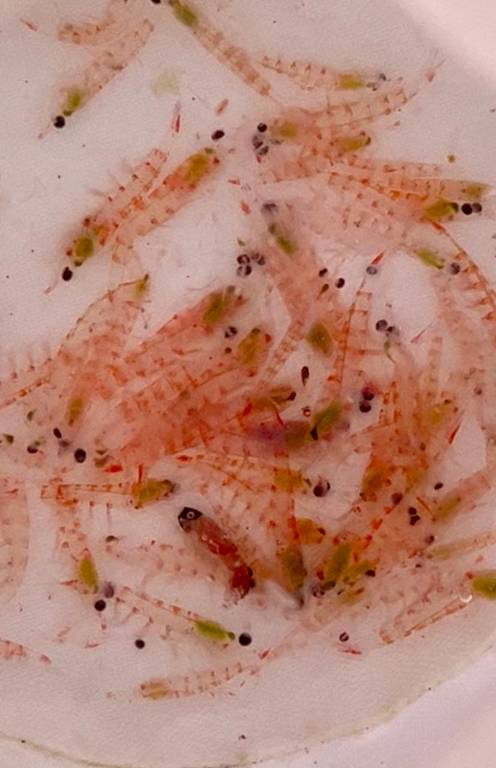 Krill coletado durante circum-navegação da Antártida