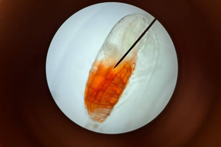 Copepoda coletado durante circum-navegação da Antártida