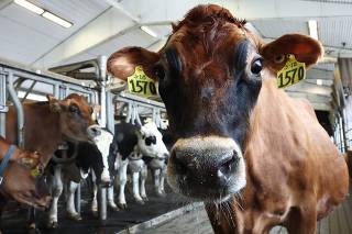USDA Orders Tests For Bird Flu On National Milk Supply To Start December 16
