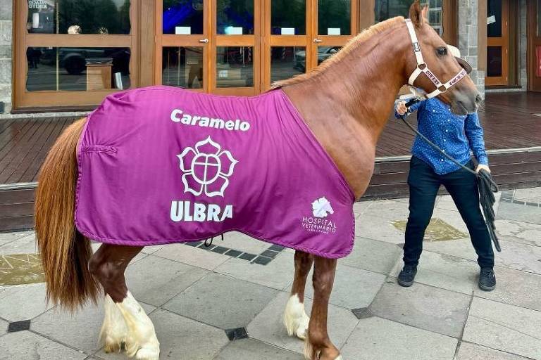 Um cavalo chamado Caramelo, coberto com um manto roxo que exibe os nomes 'ULBRA' e 'HOSPITAL VETERINÁRIO', está posando em frente ao prédio do Festival de Cinema de Gramado. Um homem, vestido com uma camisa azul e calças escuras, segura a rédea do cavalo. O fundo mostra a entrada do festival, decorada com laços vermelhos.