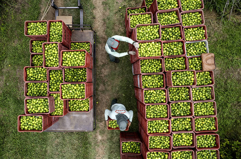 Nos últimos anos, trabalhadores obtiveram mais de R$ 500 mil de bonificação, valor reinvestido em melhorias nas lavouras e em todos os processos de produção do limão