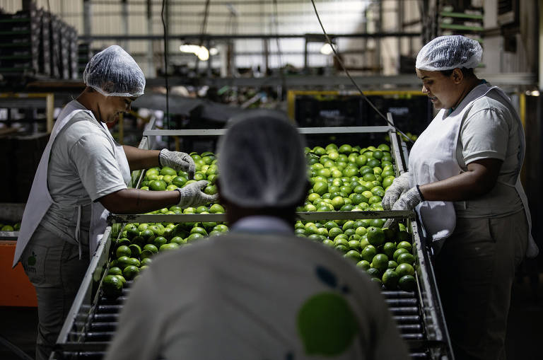 A fruta tem sido chamada por produtores de "ouro verde", expressão utilizada nas primeiras décadas do século passado por cafeicultores paulistas, que enviavam por trens suas produções para serem exportadas via Porto de Santos