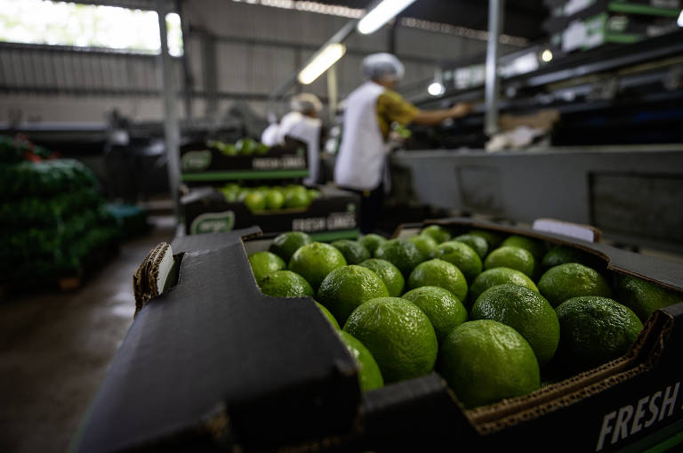 Desde o mês passado, o limão fairtrade da região do Jaiba passou a ser exportado com o selo de indicação geográfica, que na prática garante ao consumidor a procedência, com informações sobre o local de produção, quem produziu e de que forma isso ocorreu.