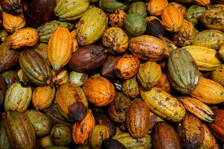 FILE PHOTO: Cocoa pods are pictured at a farm in Sinfra, Ivory Coast