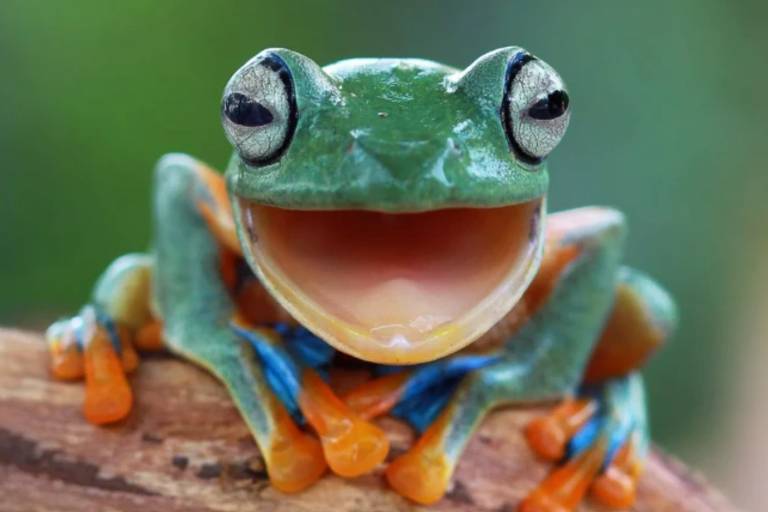 A imagem mostra um sapo com pele verde, olhos grandes e brilhantes, e uma boca aberta em um sorriso. Suas patas são laranja e azul, e ele está posicionado sobre um galho. O fundo é desfocado, sugerindo um ambiente natural.