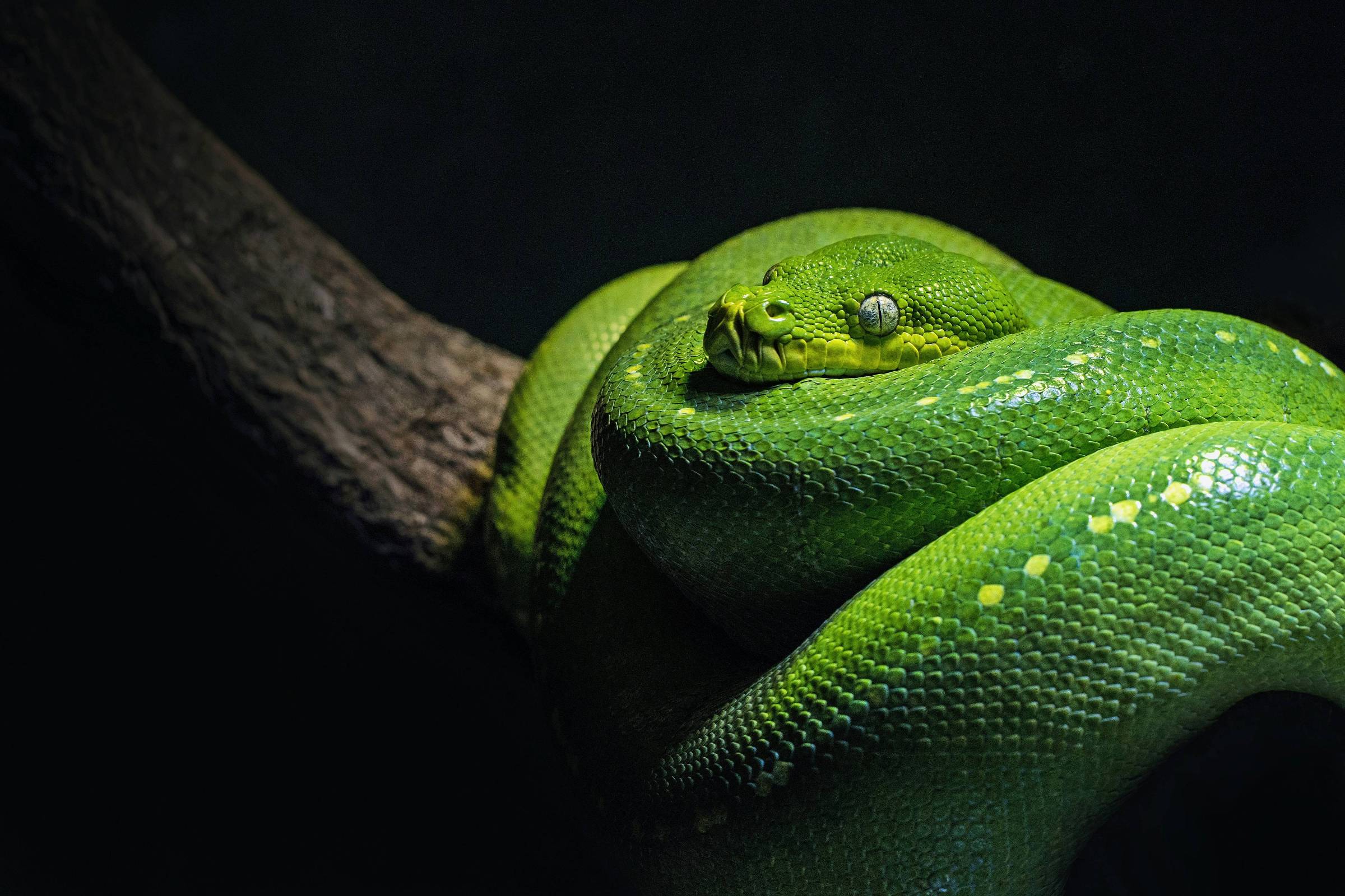 Ano Novo Chinês de 2025 Tudo sobre o Ano da Serpente 04/01/2025