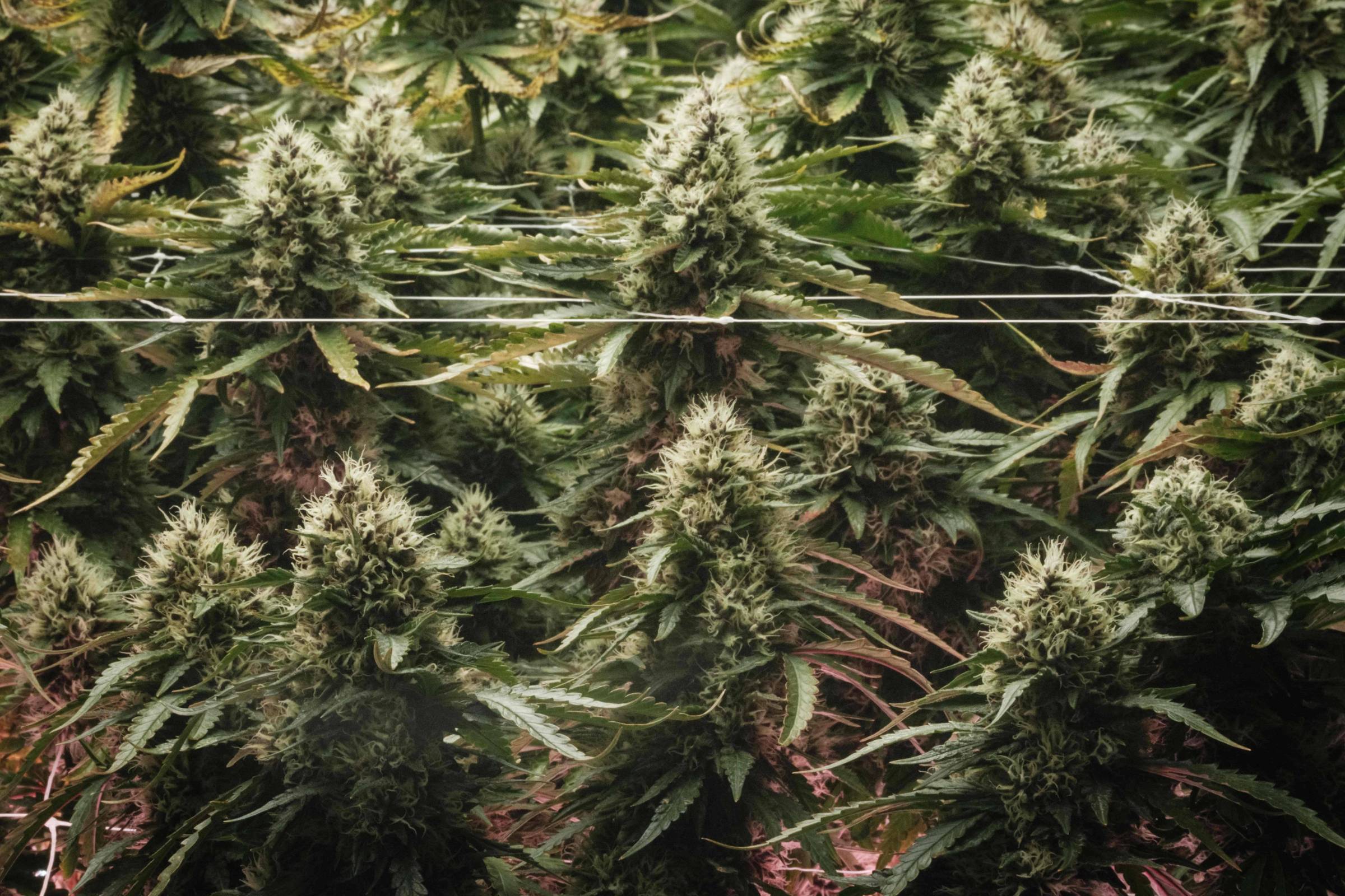 Indústria de Maconha nos EUA: Desafios com Governo Biden em 2025