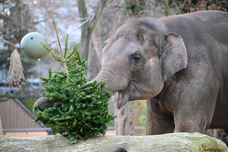 Elefante brinca com árvore de Natal em seu recinto no zoológico Zoologischer Garten em Berlim, na Alemanha. Tradicionalmente, alguns animais do local recebem em janeiro as árvores que sobraram e que não foram vendidas na temporada