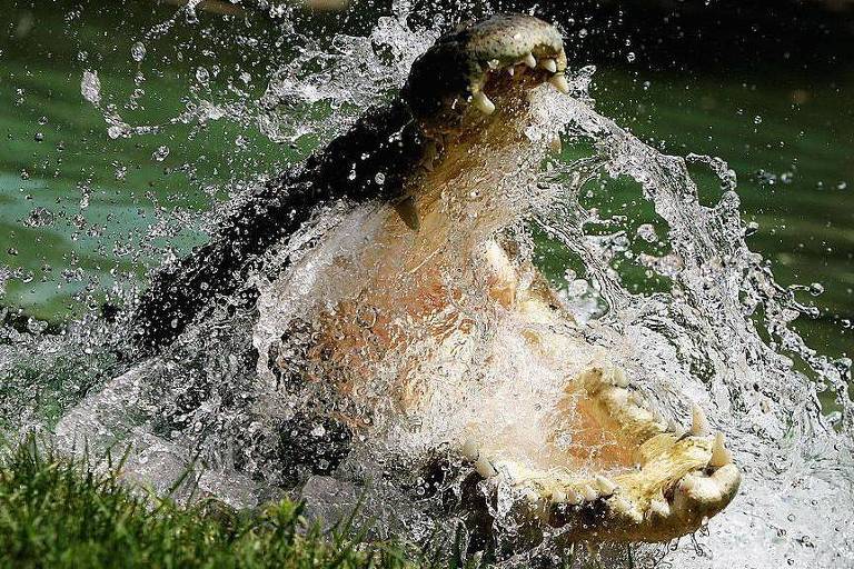 A imagem mostra um crocodilo saltando na água de boca aberta， criando um grande respingo. A água está agitada ao redor do animal， e a cena parece capturar um momento de movimento dinâmico. O fundo é composto por grama verde e a superfície da água reflete a luz.