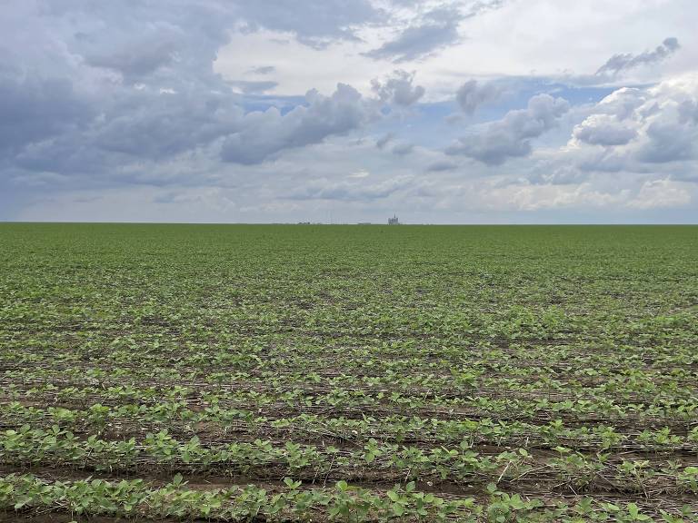 A imagem mostra um vasto campo verde， com fileiras de plantas visíveis. O céu está nublado， com nuvens cinzentas， e a linha do horizonte é bem definida， onde o campo se encontra com o céu.
