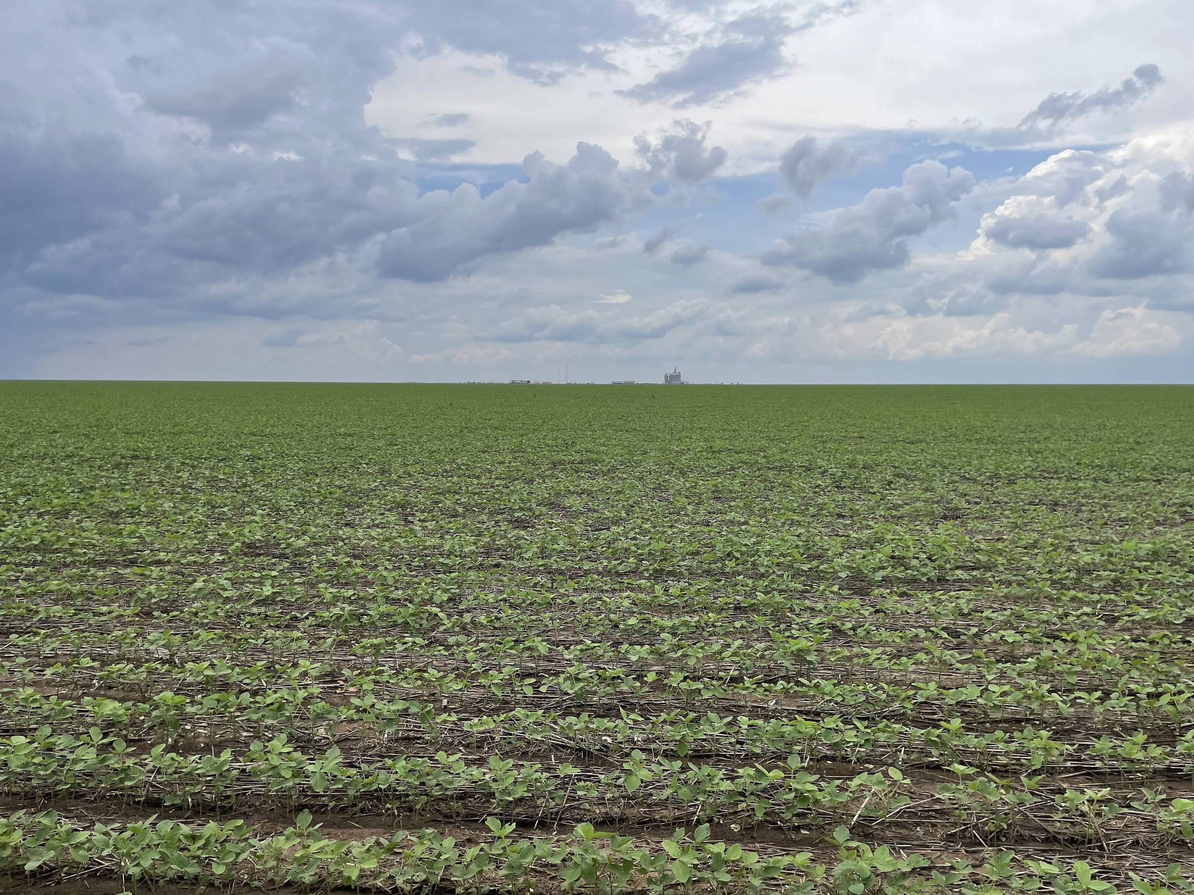 Financiamentos aprovados pelo BNDES para agro crescem 26% em 2024