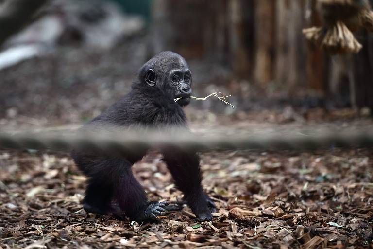 Vênus, um gorila-das-planícies-ocidentais de dez meses de idade, é fotografado para o inventário anual do Zoológico ZSL de Londres