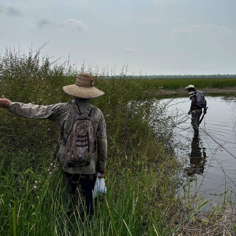 Duas pessoas caminham em vegetação na beira da água