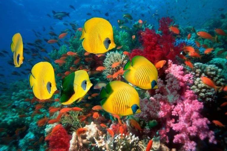 A imagem mostra um grupo de peixes amarelos nadando em um recife de coral vibrante, com corais em tons de rosa e vermelho. O fundo é azul, representando o ambiente marinho.