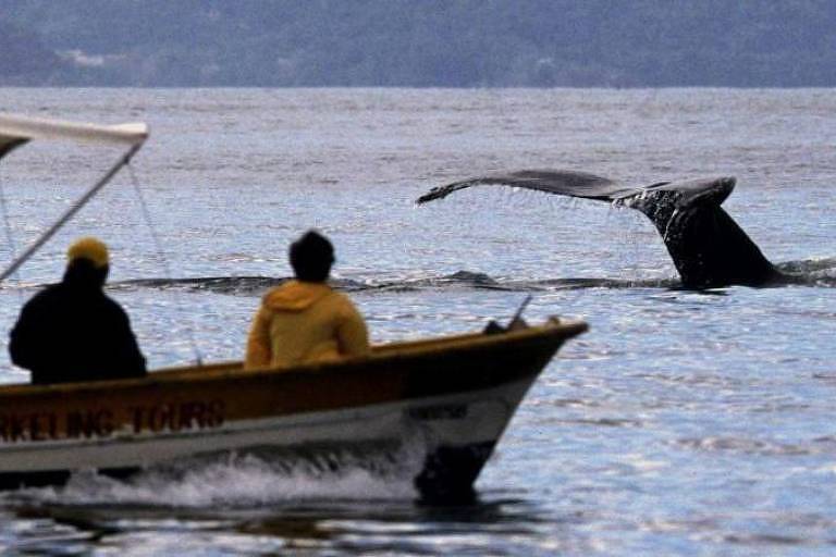 Duas pessoas em barco observam uma baleia no oceano