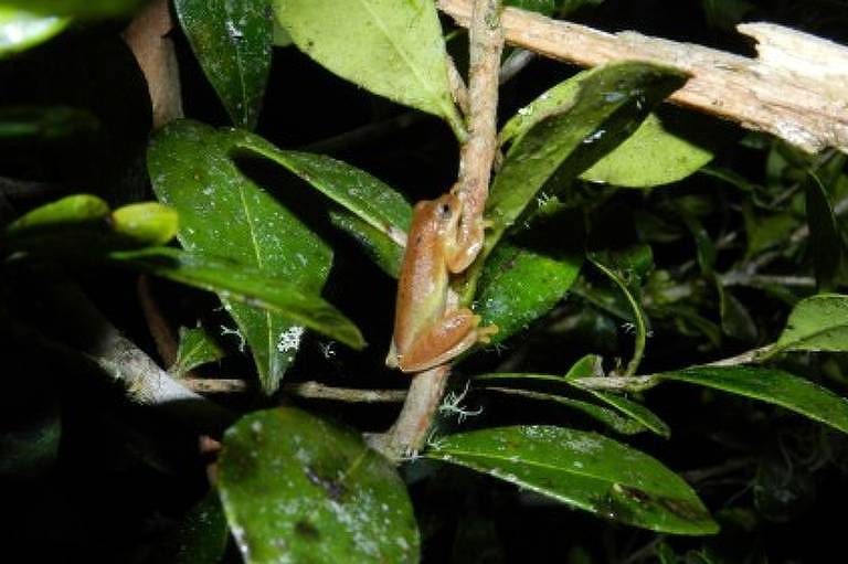 A imagem mostra um sapo de cor marrom claro posicionado em um galho de uma planta， cercado por folhas verdes. O ambiente parece ser noturno， com pouca luz visível.