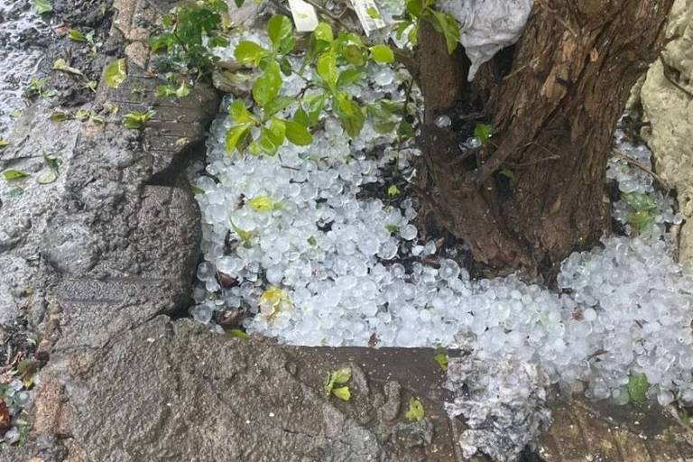 A imagem mostra uma área ao redor de uma árvore onde há um acúmulo de granizo. O chão é composto por pedras e há algumas folhas verdes visíveis. O granizo é de cor branca e está espalhado entre as pedras e as raízes da árvore.