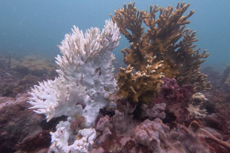 A imagem mostra um fundo marinho com corais em diferentes formas e cores. À esquerda， há um coral branco com ramificações finas， enquanto à direita， um coral marrom apresenta uma estrutura mais robusta. O fundo é composto por rochas e outros corais em tons variados， com uma água azulada ao fundo.