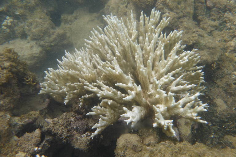 Imagem subaquática de um coral com ramificações brancas, situado sobre um fundo de rochas e areia. O coral apresenta uma estrutura semelhante a dedos, com várias extensões que se projetam para cima. O ambiente é claro, permitindo a visualização do coral e do fundo marinho.