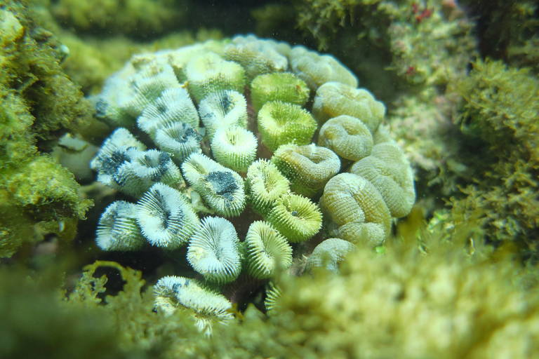 Coral branqueado em Maragogi, em Alagoas