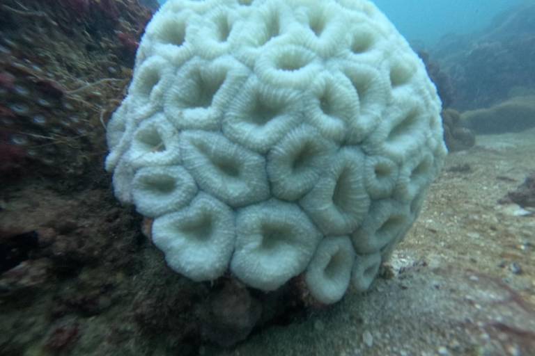 Coral da espécie mussismilia hispida, registrado na Baía de Todos-os-Santos (BA)