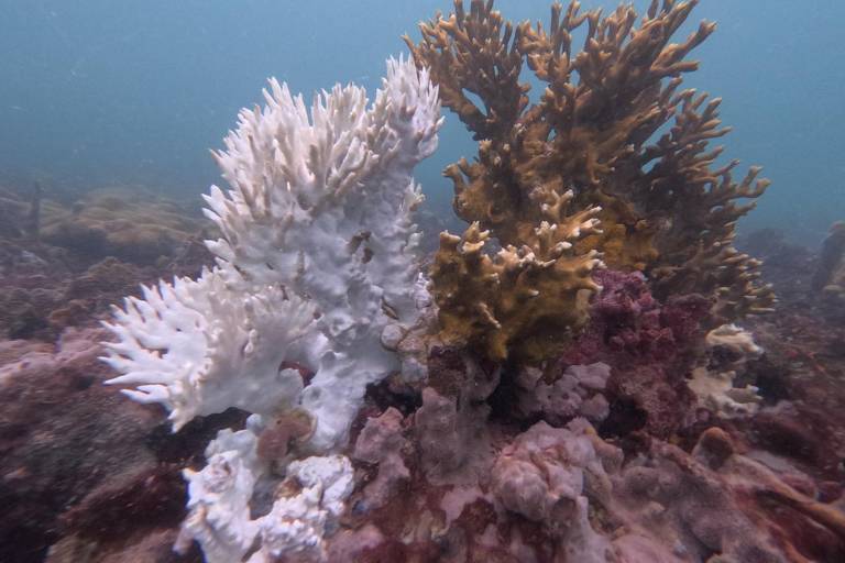 Millepora alcicornis, ou gengibre do mar, é uma espécie de coral de fogo colonial com esqueleto calcário; branqueamento foi registrado na Baía de Todos-os-Santos (BA)