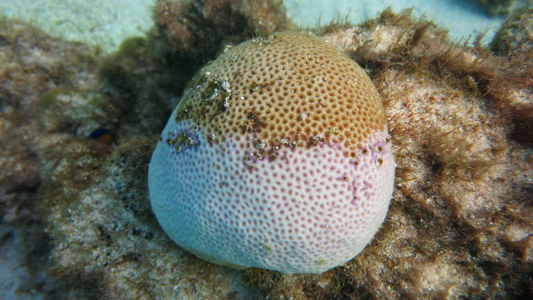 Coral em processo de branqueamento na Reserva Biológica Atol das Rocas, no Rio Grande do Norte