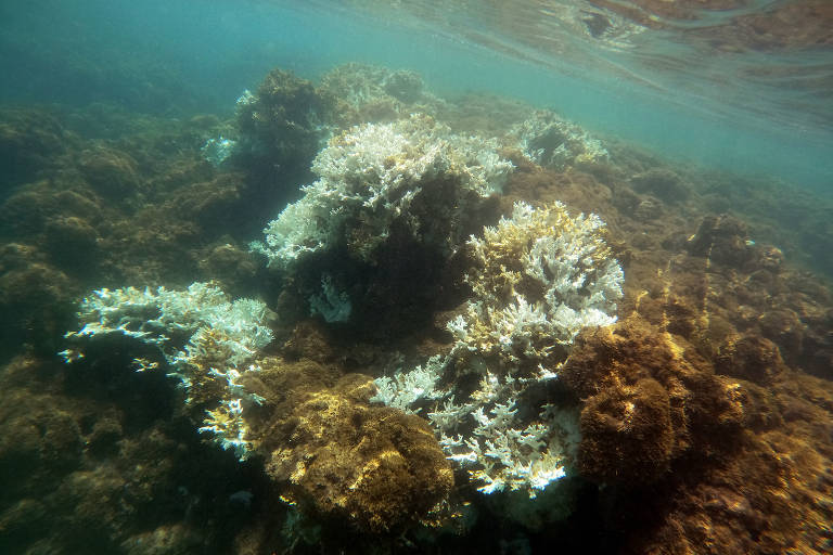 Branqueamento de corais em Ipojuca, em Pernambuco