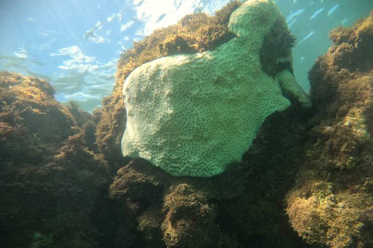 Branqueamento de corais em Ipojuca, em Pernambuco