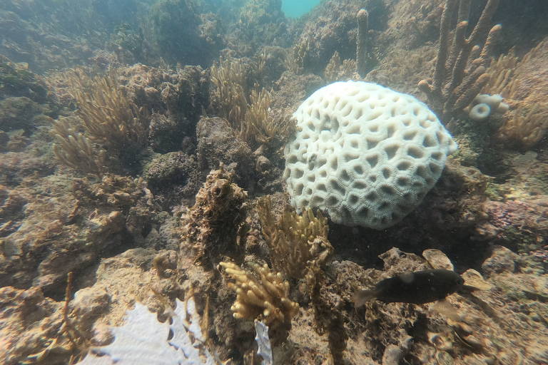 Recife de coral em processo de branqueamento, na Bahia, da espécie Mussismilia hispida