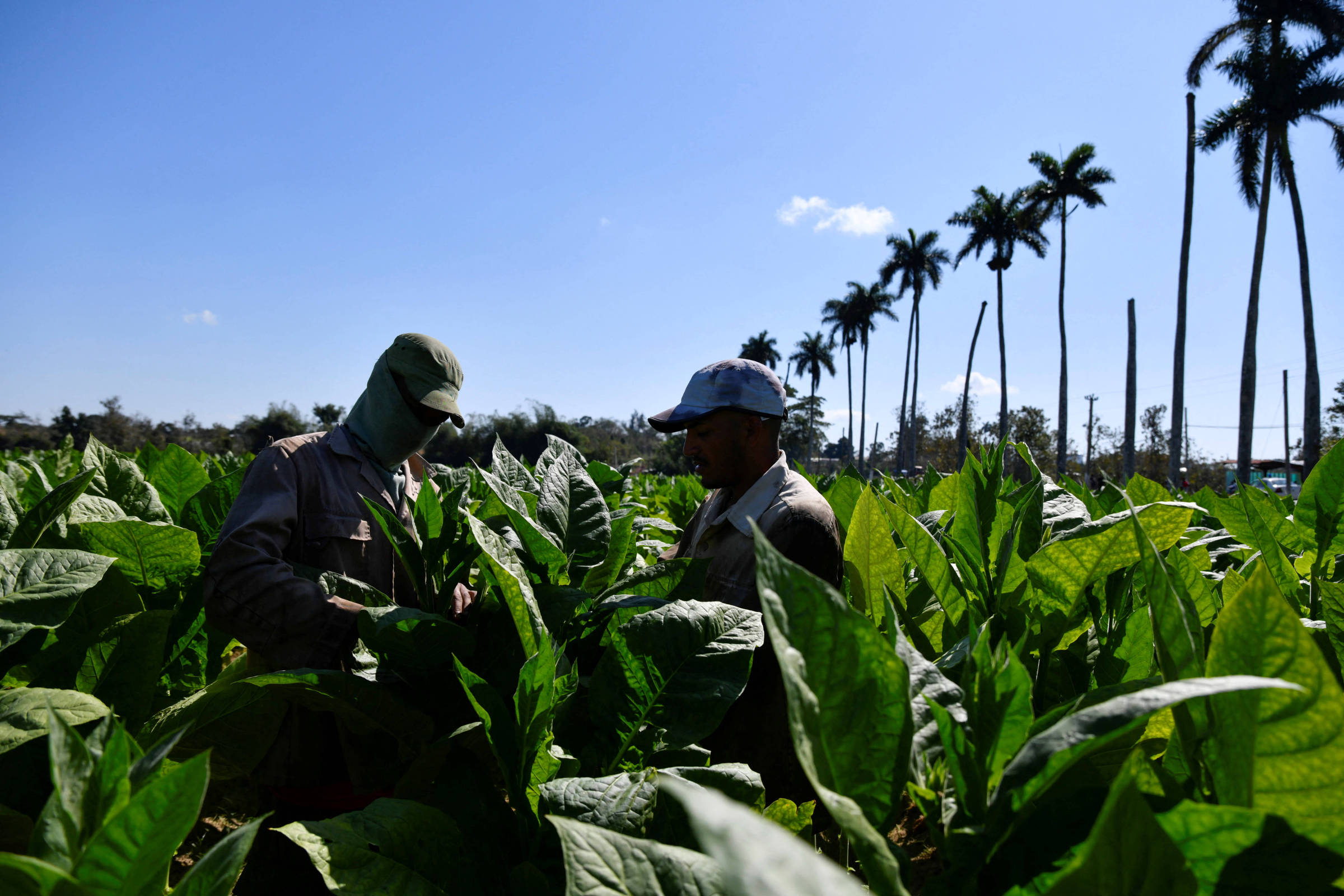 Cuba arrenda terras agrícolas a empresa estrangeira pela primeira vez