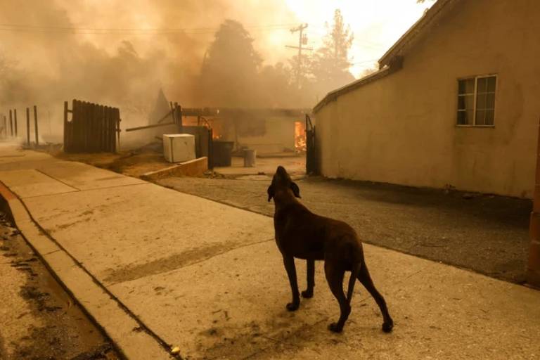 Um cão de cor escura está parado em uma calçada， olhando para uma casa em chamas ao fundo. O céu está coberto de fumaça， e há árvores e postes de eletricidade visíveis. A cena transmite uma sensação de desolação e perigo devido ao incêndio.